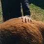 Kein Text erkennbar. Eine Person legt ihre Hand sanft auf das braune Fell eines großen Tieres im Freien.