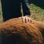 Eine Hand streichelt den Rücken eines Tieres mit braunem Fell, im Hintergrund Gras.