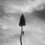 Manchester Orchestra: A Black Mile To The Surface, CD