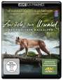 Michael Schlamberger: Zurück zum Urwald - Nationalpark Kalkalpen (Ultra HD Blu-ray), UHD