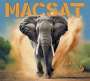 Macsat: Turn It Up, CD