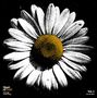 "Heart of Gold: The Songs of Neil Young, Vol. 3, Into the Black." Illustration einer weißen Blume mit gelbem Mittelteil.