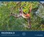: PALAZZI - Regenwald 2025 Wandkalender, 60x50cm, Posterkalender mit majestätischen Aufnahmen aus der grünen Wildnis, hochwertige Fotografie, eine Reise in die Tropen, internationales Kalendarium, KAL