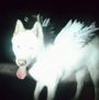 Ein Hund mit Flügeln, Zunge herausgestreckt, inmitten von Dunkelheit. Fantastisches Motiv, leuchtend und surreal.