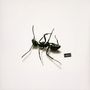 Text "INDI", daneben eine realistisch gezeichnete schwarze Ameise auf weißem Hintergrund.