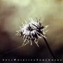 SoulWhirlingSomewhere: Everyone Will Eventually Leave You, CD