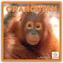 Carousel Calendar: Orangutan - Orang-Utan 2024, KAL