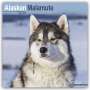 Avonside Publishing Ltd: Alaskan Malamute 2024 - 16-Monatskalender, KAL