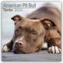 Avonside Publishing Ltd: American Pit Bull Terrier 2024 - 16-Monatskalender, KAL