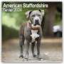 Avonside Publishing: American Staffordshire Terrier 2024 - 16-Monatskalender, KAL