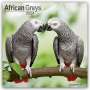 Avonside Publishing Ltd: African Greys - Graupapageien 2024 - 16-Monatskalender, KAL