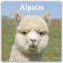Avonside Publishing Ltd: Alpacas - Alpakas 2024 - 16-Monatskalender, KAL