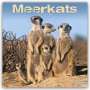 Avonside Publishing Ltd: Meerkats - Erdmännchen 2024 - 16-Monatskalender, KAL