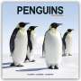Avonside Publishing Ltd: Penguins - Pinguine 2024 - 16-Monatskalender, KAL