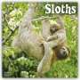 Avonside Publishing Ltd: Sloths - Faultiere 2024 - 16-Monatskalender, KAL