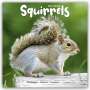 Avonside Publishing Ltd: Squirrels - Eichhörnchen - Grauhörnchen 2024 - 16-Monatskalender, KAL