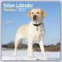 : Yellow Labrador Retriever - Gelber Labrador 2023 - 16-Monatskalender, KAL