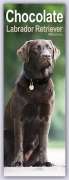 : Chocolate Labrador Retriever - Schokoladenfarbene Labrador Retriever 2023, KAL
