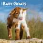 : Baby Goats 2024 Square, KAL