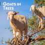 : Goats In Trees 2024 Square, Buch