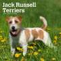 : Jack Russell Terriers 2024 Square, KAL