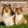 : Shetland Sheepdogs 2024 Square, KAL
