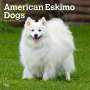 Browntrout: American Eskimo Dogs 2025 12 X 24 Inch Monthly Square Wall Calendar Plastic-Free, KAL