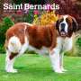 Browntrout: Saint Bernards 2025 12 X 24 Inch Monthly Square Wall Calendar Plastic-Free, KAL