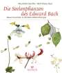 Mechthild Scheffer: Die Seelenpflanzen des Edward Bach, Buch