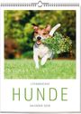 "Literarischer HUNDE Kalender 2028." Ein Hund rennt im Gras und hält einen Strauß Wildblumen im Maul.