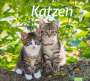 : Katzen Bildkalender 2025, KAL
