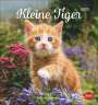 : Katzen Postkartenkalender Kleine Tiger 2025, KAL
