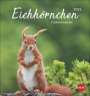 : Eichhörnchen Postkartenkalender 2025, KAL