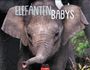 : Elefantenbabys Kalender 2025, KAL