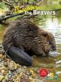 Uli Messlinger: Discover the Beavers, Buch