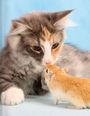 Katze und Maus, Buch