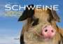 J. -L. Klein: Schweine Kalender 2025, KAL