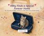 Christine G Wallace: Abby Finds a Special Forever Home, Buch